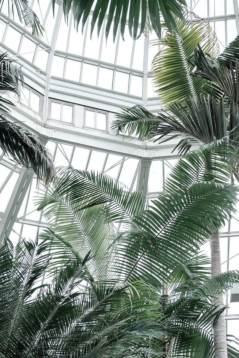greenhouse, palms, plants, tropical, HD phone wallpaper