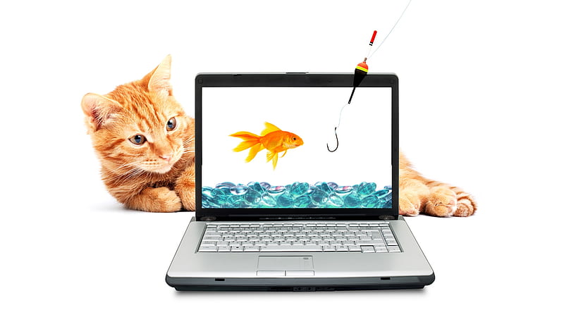 Computer Cat Fish, kitty, cat, laptop, feline, water, computer, kitten, screen, Firefox Persona theme, gold fish, fishing, HD wallpaper