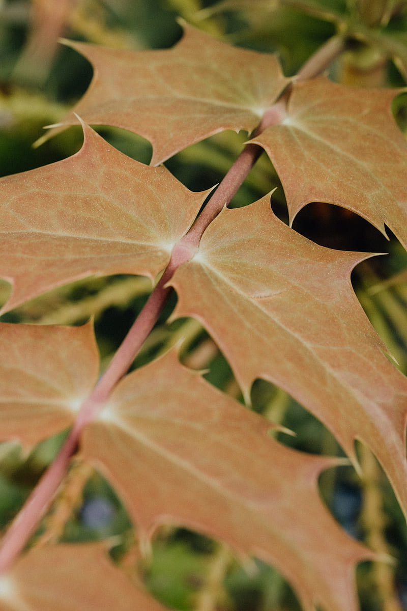 Close-Up Of Brown Leaves, HD phone wallpaper