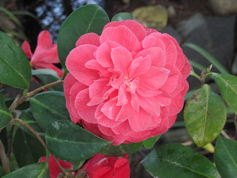 Camellia japonica roja, grafía, verde, jardín, flores, camelia, hoja, Fondo  de pantalla HD | Peakpx