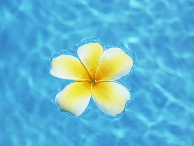 Aquamarine Blue Lagoon and Hawaiian Yellow Plumeria Flower, polynesia, southseas, plumeria, yellow, sea, lagoon, aqua, swimming, blue, exotic, clear, ocean, hawaii, pacific, pool, water, paradise, flower, tropical, hawaiian, HD wallpaper