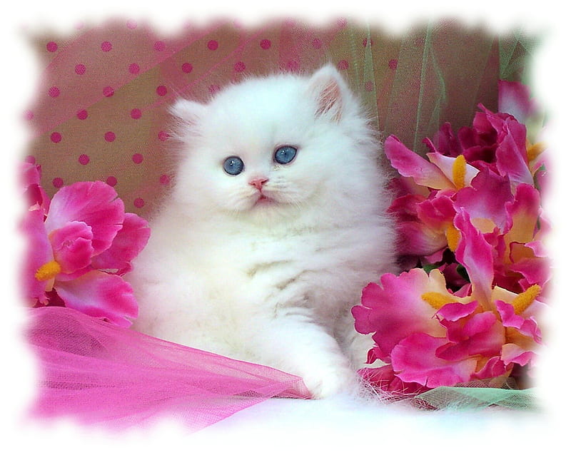 Tender kitten, flower, cat, kitten, animal, HD wallpaper