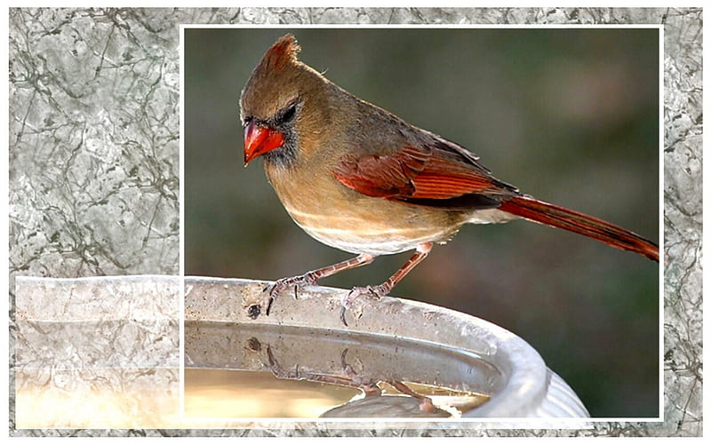 Female Cardinal 1, graphy, bird, avian, wide screen, wildlife, animal, cardinal, HD wallpaper
