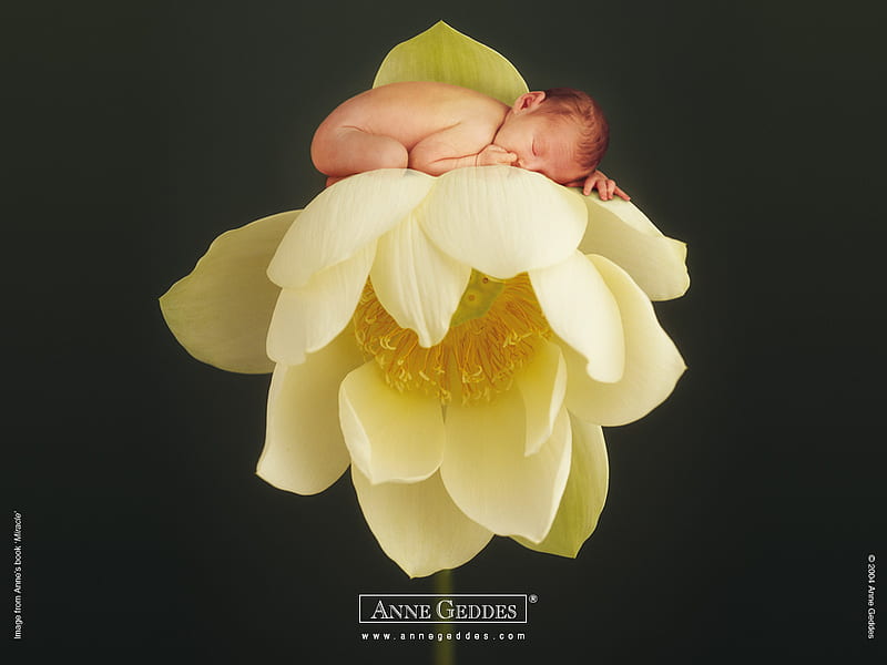 Anne Geddes flowers baby, marzipan baby, flower, yellow, bonito, sleeping, HD wallpaper