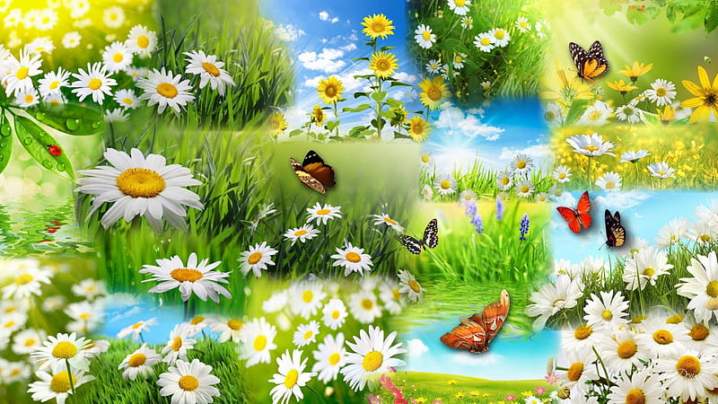 Daisy Fever, grass, bonito, butterflies, spring, collage, sky, daisies, ladybug, green, summer, beauty, nature, natural, HD wallpaper
