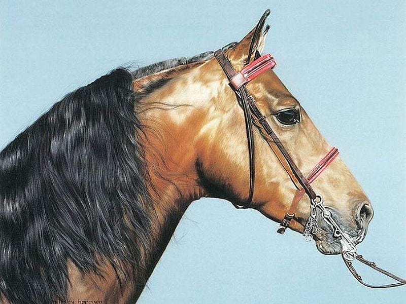 Morgan Stallion, art, head, painting, black, horse, beautyful, HD wallpaper