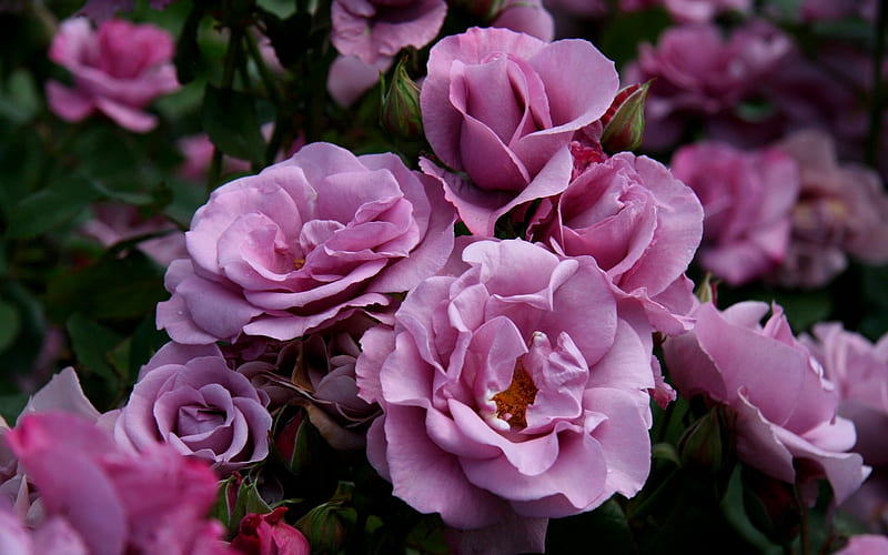 SWEET ROSES , rose, buds, sweet, plants, flowers, garden, nature, shrub, petals, pink, HD wallpaper