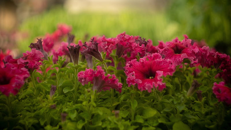 Pink Petunia Flowers In Blur Green Background Flowers, HD wallpaper