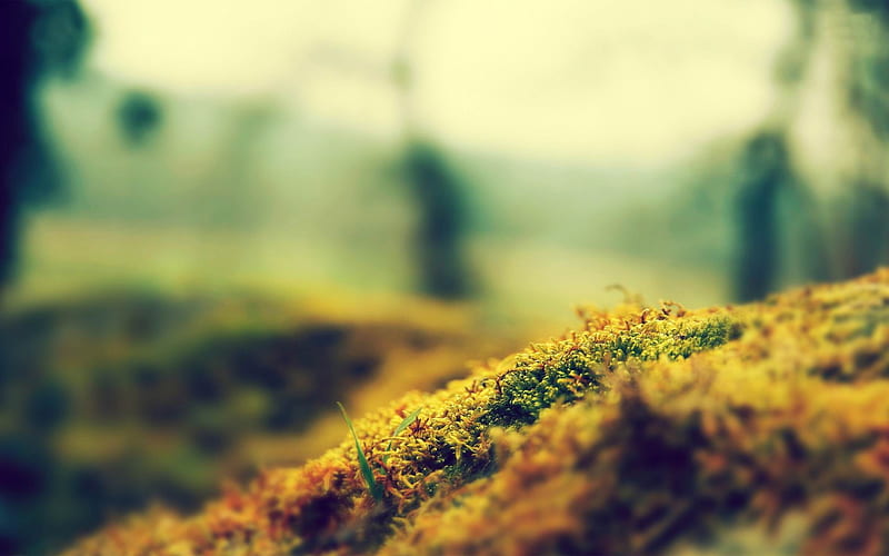 moss-Landscape with beat, HD wallpaper
