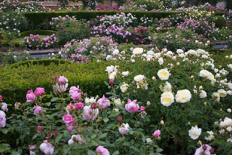 Rose Garden, garden, flowers, nature, roses, HD wallpaper | Peakpx