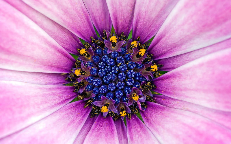 Beautiful purple flower-Life because of you beautiful, HD wallpaper