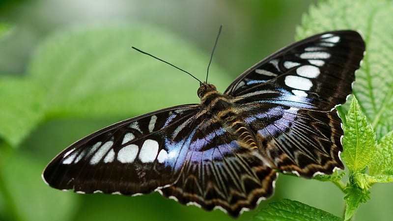 Animal, Butterfly, Insect, Macro, Wildlife, Wings, HD wallpaper