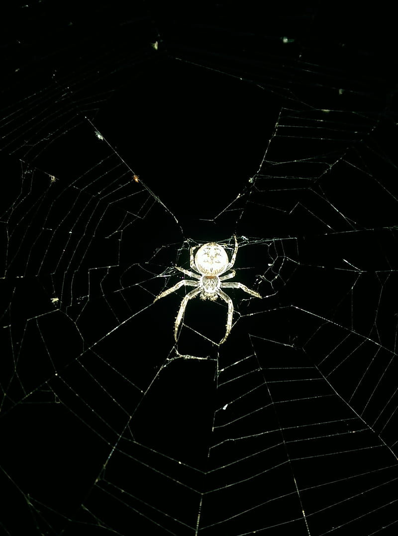 Spider, black, broken, cracked, glas, glass, phone, screen, screens, spiders, HD phone wallpaper