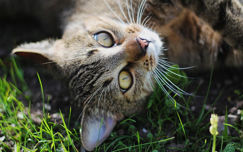domestic cat, gray cat, green grass, cute animals, cats green eyes, HD wallpaper