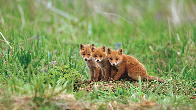 fox, cute animals, red, HD wallpaper