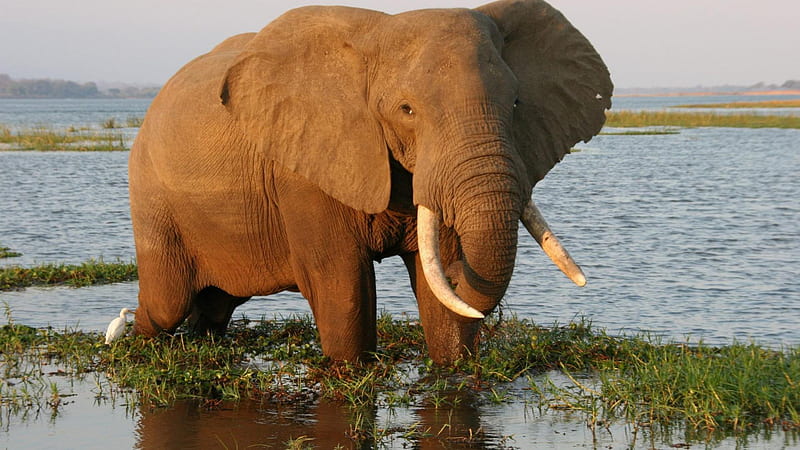 Zambezi Elephant, elephant, park, zimbabwe, pools, water, big, national park, wild, nature, mana, zambezi, HD wallpaper
