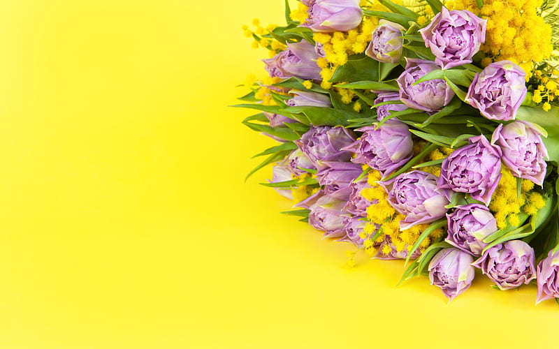 purple tulips, yellow background, beautiful purple flowers, tulips on a yellow background, mimosa, tulips, HD wallpaper