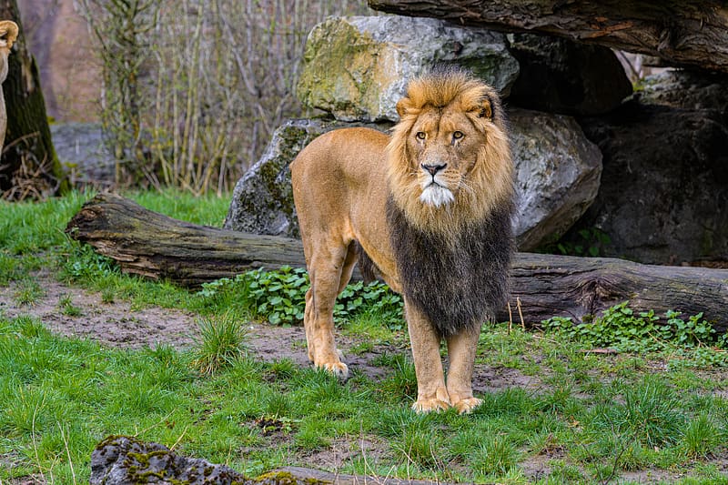 lion, predator, animal, stone, big cat, wild, HD wallpaper