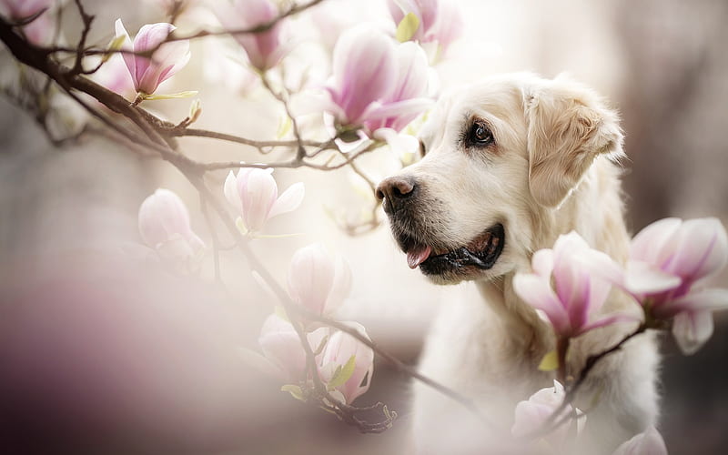 labrador, branches, magnolia, retriever, spring, pets, labradors, golden retriever, HD wallpaper
