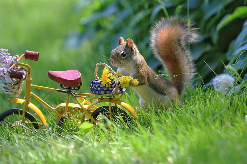 Secret life of squirrels, veverita, squirrel, bicycle, animal, cute, green, summer, bike, funny, HD wallpaper