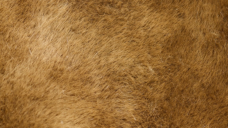 stock of abstract, animal, animal fur, HD wallpaper