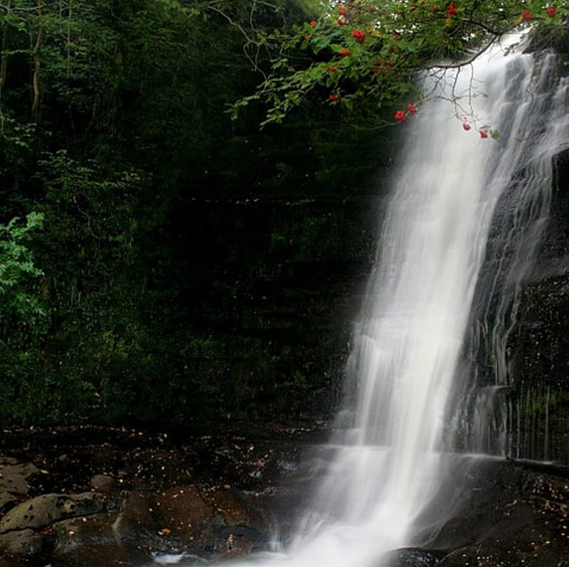 Mountain Ash Falls, mountain, fall, forest, water, HD wallpaper