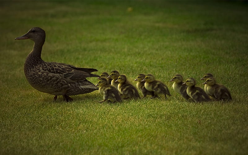 Out for a Stroll, cute, young, grass, ducks, ducklings, mother, HD wallpaper