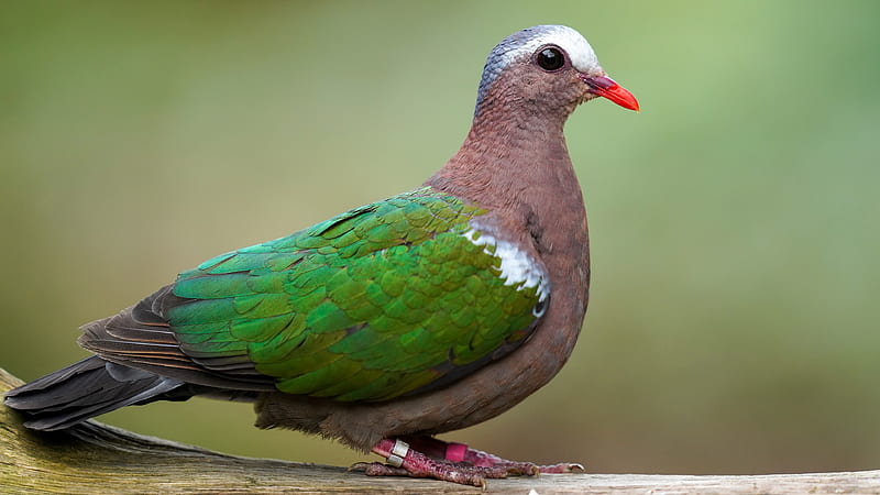 Pigeon, pasari, dove, green, bird, HD wallpaper