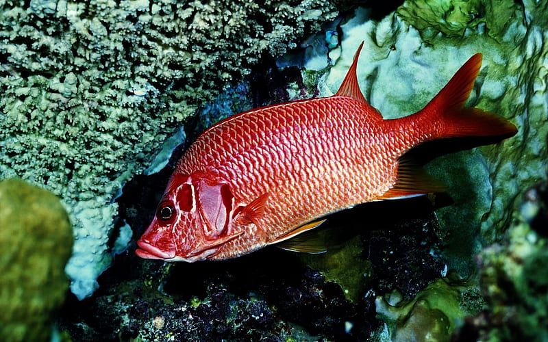 red fish alone-Animal, HD wallpaper
