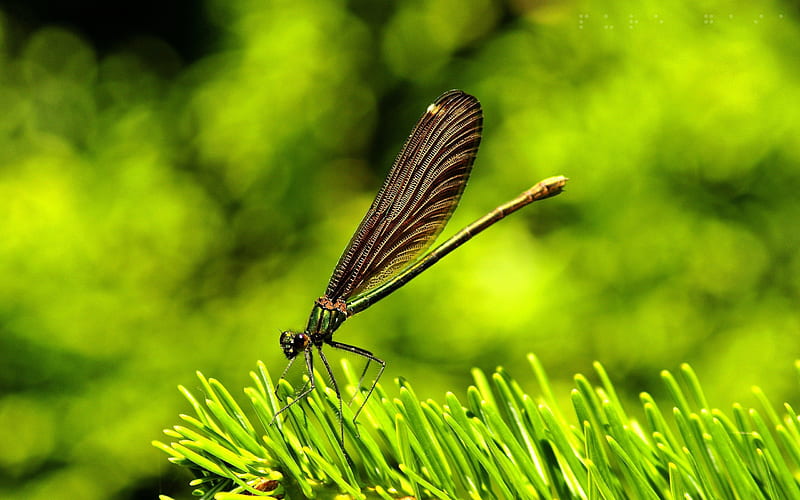 Amazing Dragonfly, fly, dragonfly, insect, yellow, dragon, HD wallpaper
