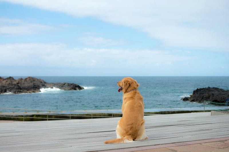 Beach dog, pretty, lovely, bonito, animal, sweet, cute, puppys, animals, dogs, puppy, dog, HD wallpaper
