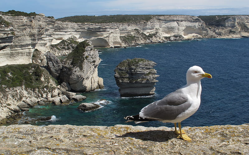 Seagull in Bonifacio, Corsica, Corsica, rocks, shore, France, seagull, sea, landscape, HD wallpaper