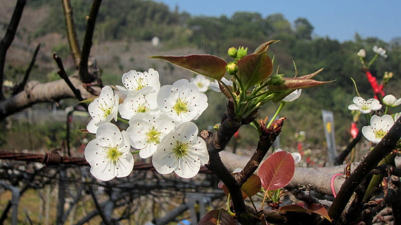 Plum Blossom, flower, pretty, white, HD wallpaper