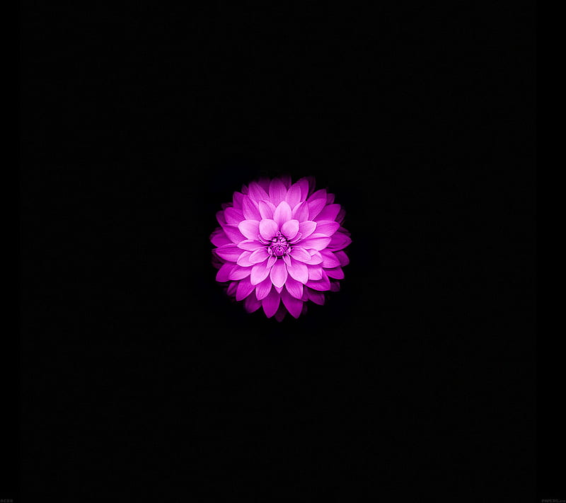 Small pink lotus, flower, purple, HD wallpaper | Peakpx