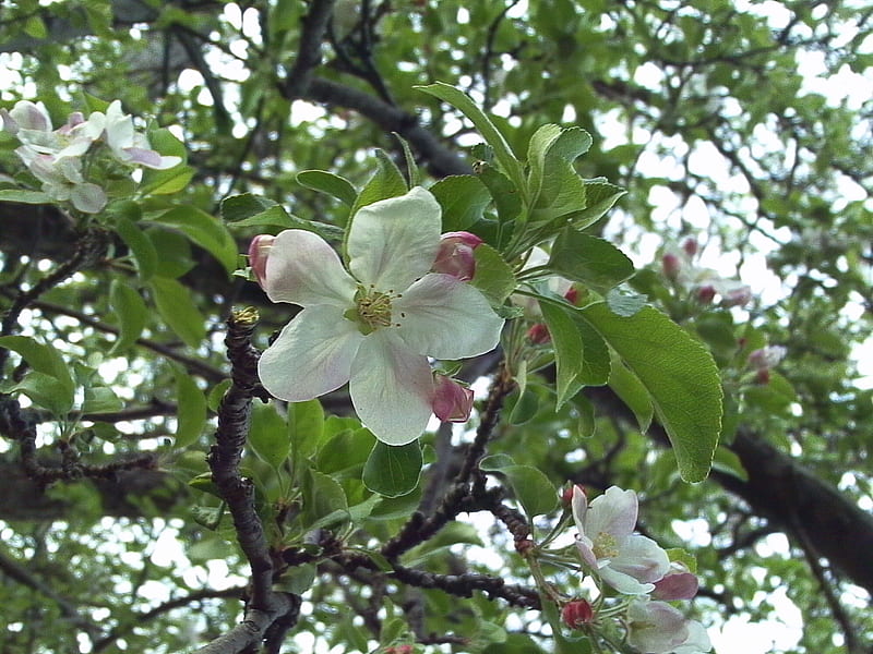 Five pedals and three blossoms behind, apple, red, tree, blossoms, white, pink, HD wallpaper