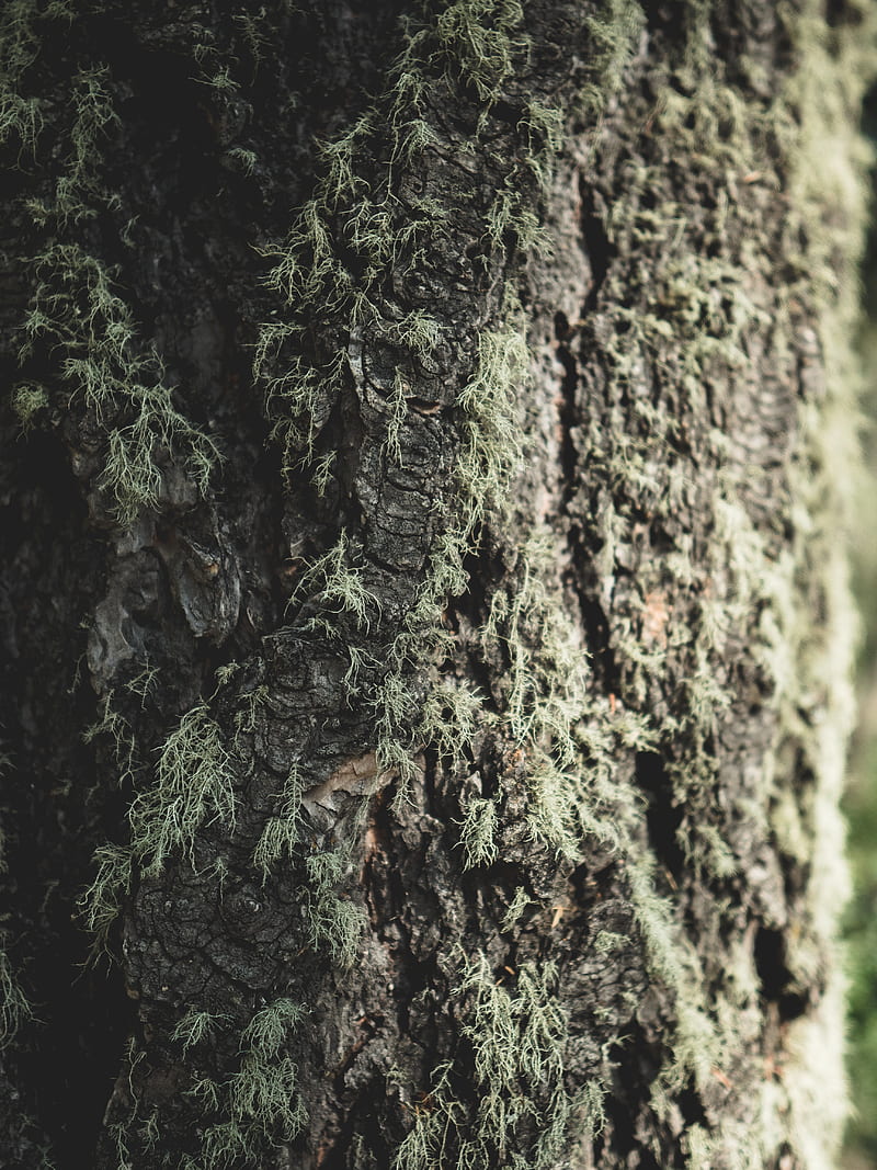 tree, bark, moss, macro, closeup, HD phone wallpaper