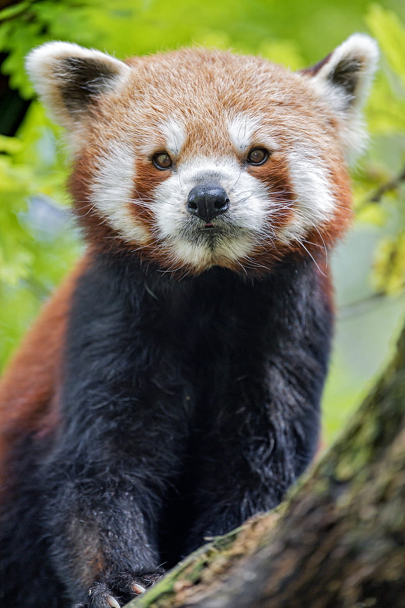 red panda, panda, muzzle, animal, HD phone wallpaper