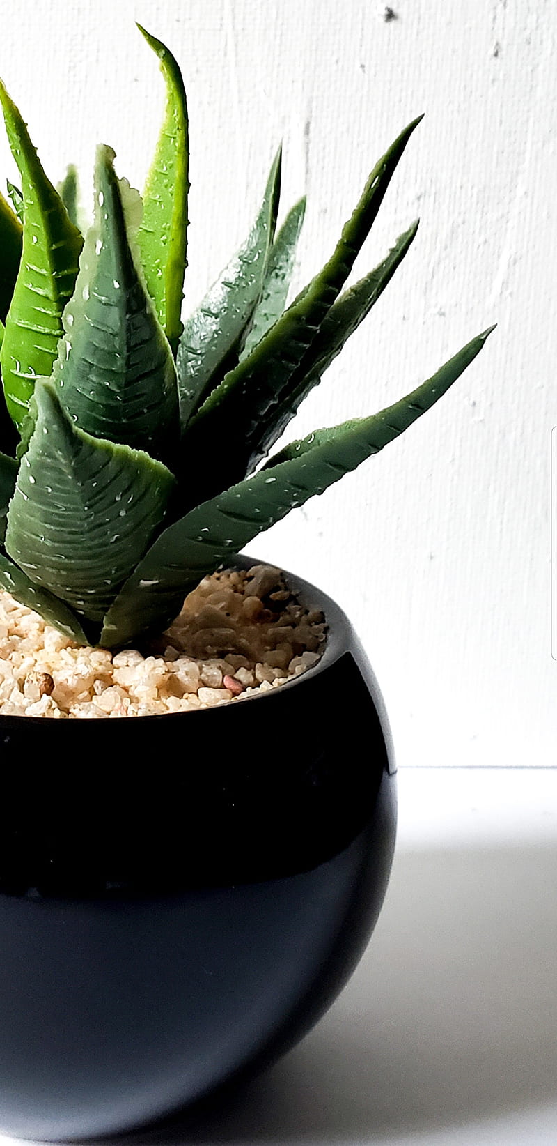 Aloe, nature, plants, simple, fresh, clean, succulent, HD phone wallpaper