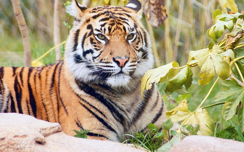 tiger, wildlife, predator, tigers, HD wallpaper