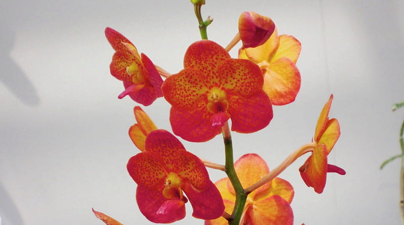 Lovely orchids, orchids, Lovely, flowers, rare, orange color, HD wallpaper