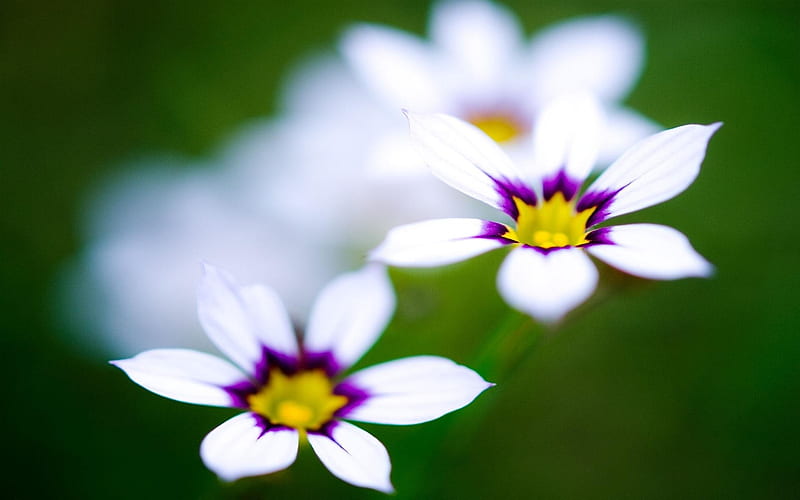 Macro white purple flower-Summer beautiful flowers, HD wallpaper