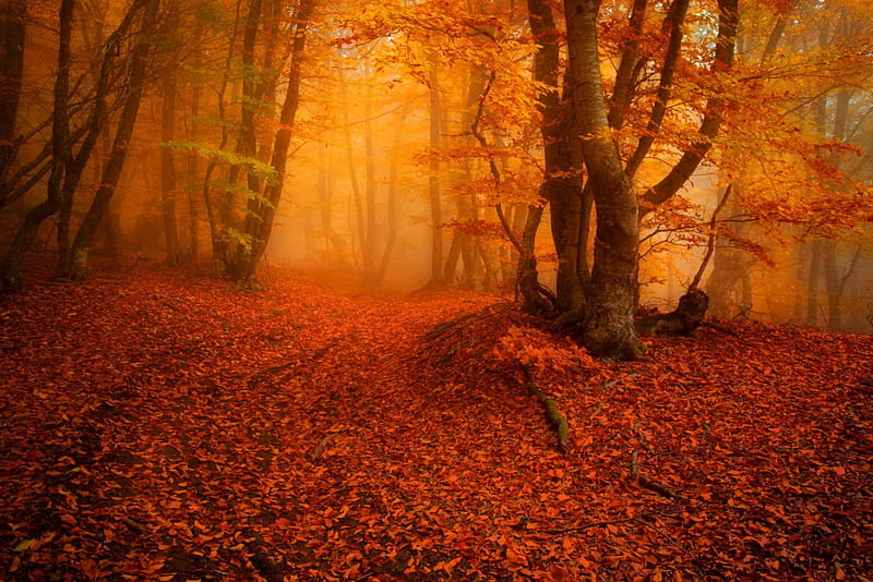 Misty autumn forest, forest, fall, autumn, colors, bonito, trees, fog ...