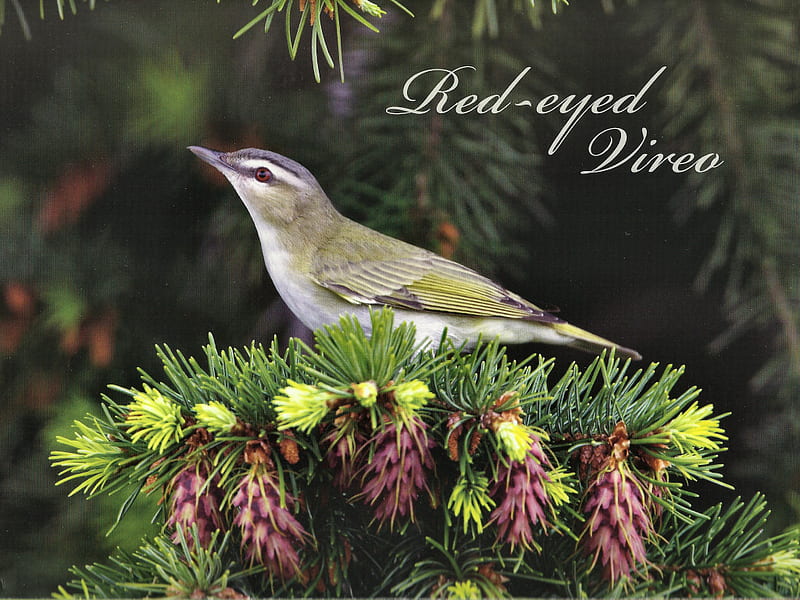 Red-eyed Vireo - Bird, red-eyed, pines, animal, graphy, vireo, bird, avian, wildlife, HD wallpaper