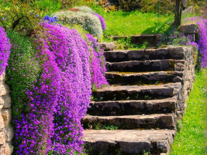 Stair flowers, flowers, stairs, spring, purple, HD wallpaper | Peakpx