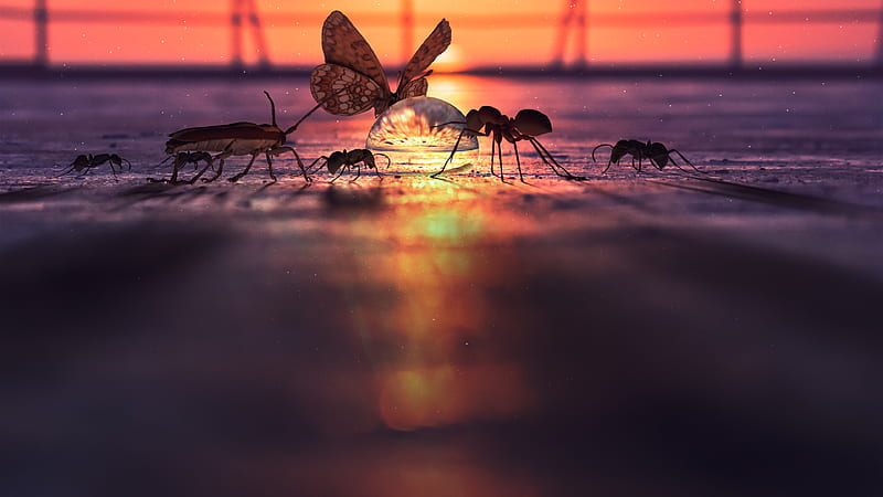 Animal, Insect, Water, HD wallpaper