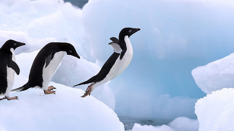 Antarctica King Penguins Animal 10, HD wallpaper