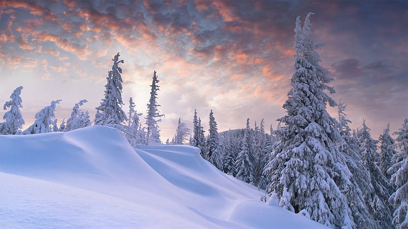 Ready for More Snow, forest, drifts, snow, mountains, sunset, trees, sky, winter, HD wallpaper