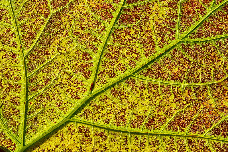 leaf, veins, macro, plant, green, HD wallpaper