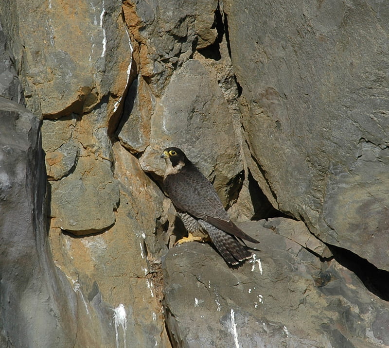 Falco pellegrino femmina by Riccardo Caldoni, uccelli, caldoni, falco, pellegrino, HD wallpaper