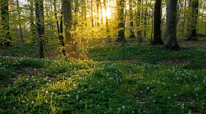 Forest Flowers Ultra, Nature, Forests, Flowers, Trees, Forest, Sunlight, HD wallpaper